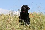 LABRADOR 409